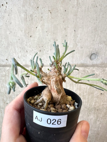 【現品限り】フィロボルス・テヌイフロルス【AJ26】 Phyllobolus tenuiflorus