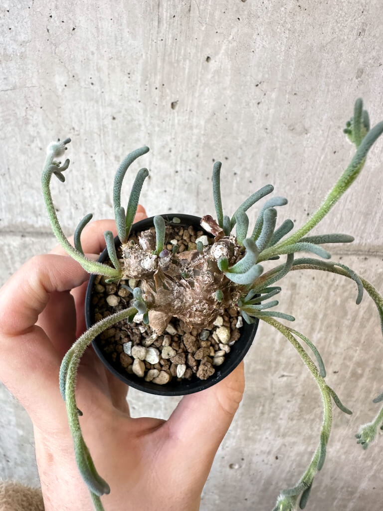 【現品限り】フィロボルス・テヌイフロルス【AJ26】 Phyllobolus tenuiflorus