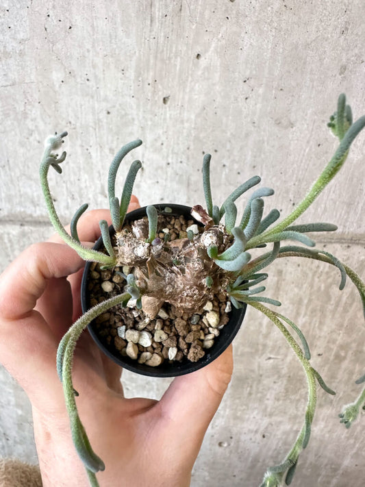 【現品限り】フィロボルス・テヌイフロルス【AJ26】 Phyllobolus tenuiflorus