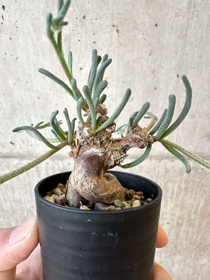 【現品限り】フィロボルス・テヌイフロルス【AJ26】 Phyllobolus tenuiflorus