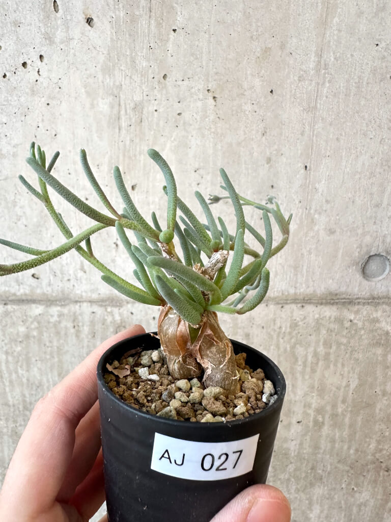【現品限り】フィロボルス・テヌイフロルス【AJ27】 Phyllobolus tenuiflorus