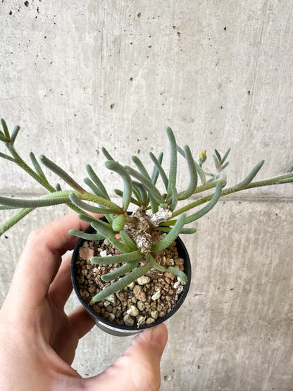 【現品限り】フィロボルス・テヌイフロルス【AJ27】 Phyllobolus tenuiflorus