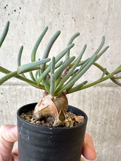 【現品限り】フィロボルス・テヌイフロルス【AJ27】 Phyllobolus tenuiflorus