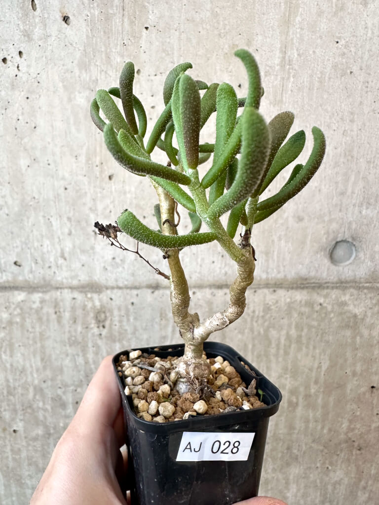 【現品限り】チレコドン・ピグマエウス【AJ28】 Tylecodon pygmaeus