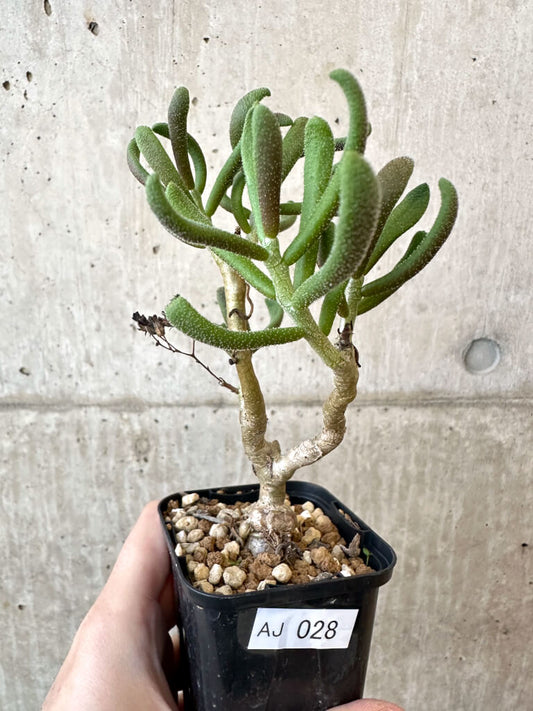 【現品限り】チレコドン・ピグマエウス【AJ28】 Tylecodon pygmaeus