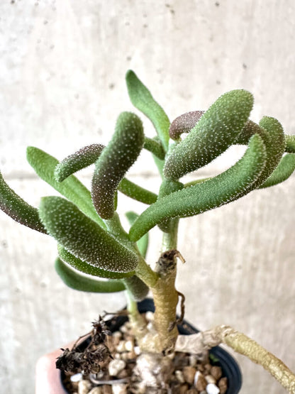 【現品限り】チレコドン・ピグマエウス【AJ28】 Tylecodon pygmaeus