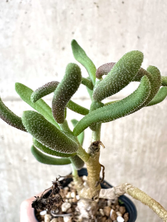 【現品限り】チレコドン・ピグマエウス【AJ28】 Tylecodon pygmaeus