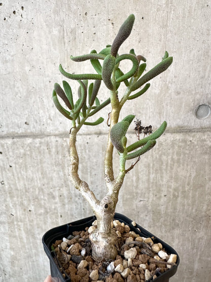 【現品限り】チレコドン・ピグマエウス【AJ28】 Tylecodon pygmaeus