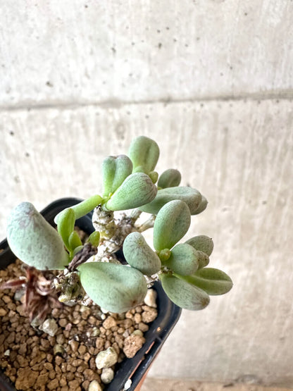 【現品限り】チレコドン・sp ノヴァ【AJ29】 Tylecodon sp nova