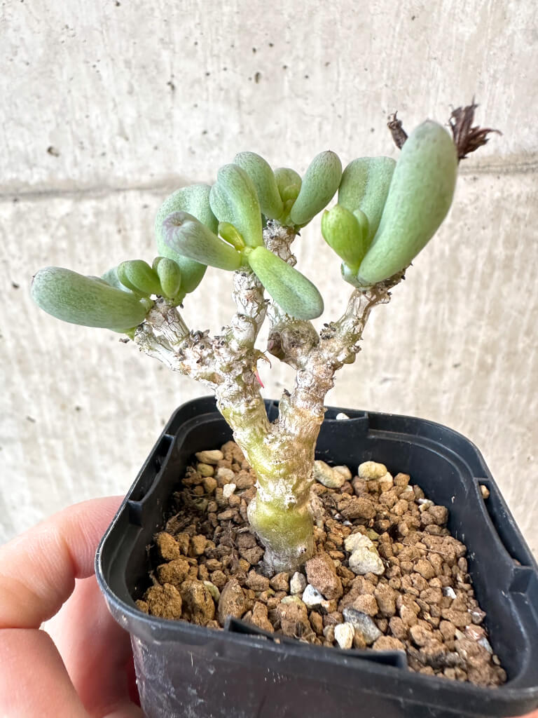 【現品限り】チレコドン・sp ノヴァ【AJ29】 Tylecodon sp nova