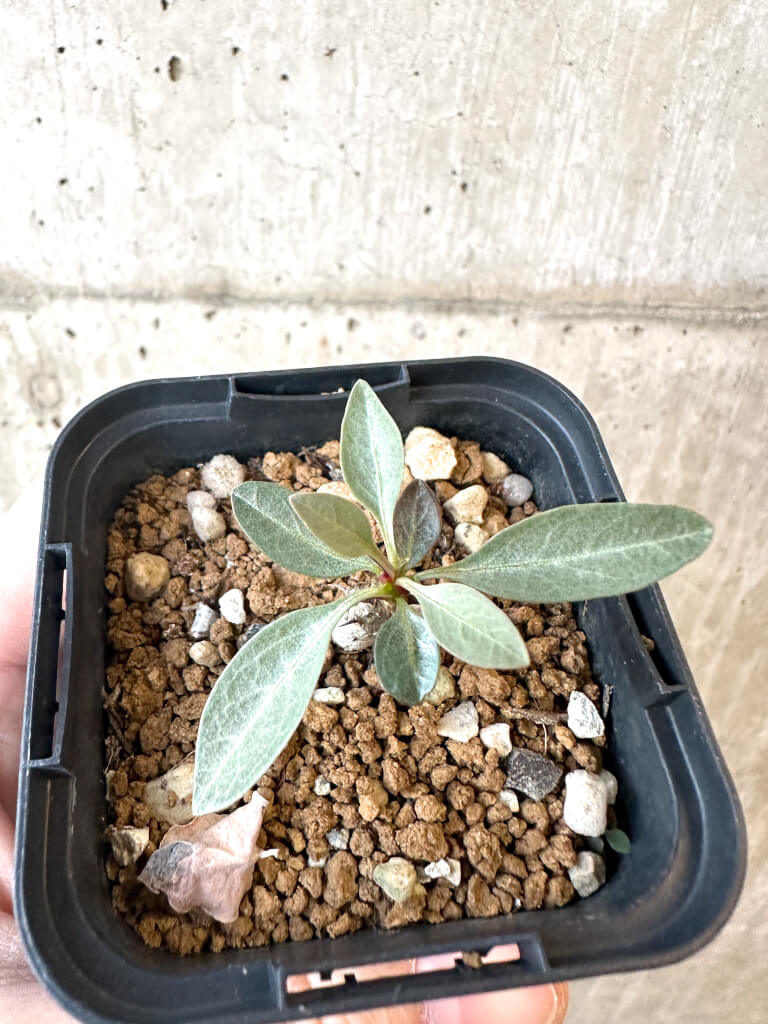 【現品限り】フォークイエリア・コルムナリス 観峰玉【AJ2】 Fouquieria columnaris