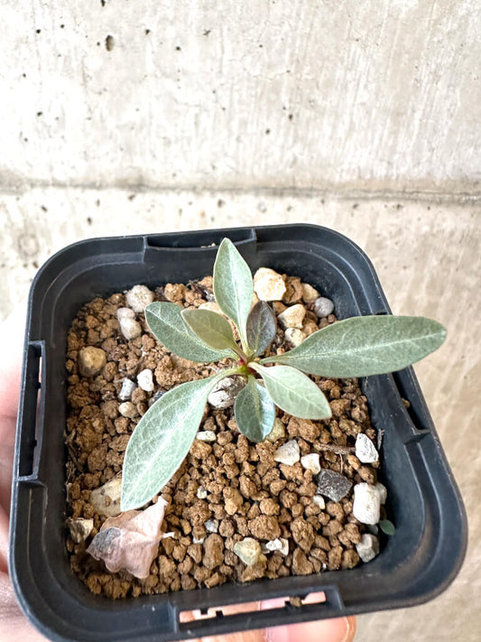 【現品限り】フォークイエリア・コルムナリス 観峰玉【AJ2】 Fouquieria columnaris