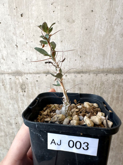 【現品限り】フォークイエリア・コルムナリス 観峰玉【AJ3】 Fouquieria columnaris