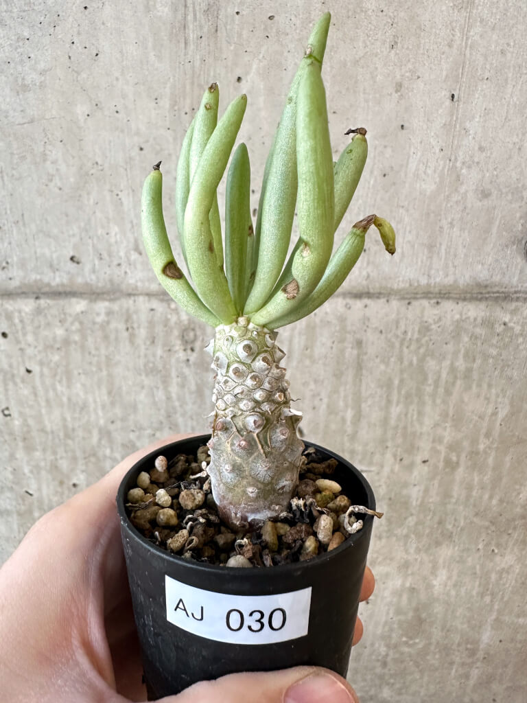 【現品限り】チレコドン・ルブロベノーサス【AJ30】 Tylecodon rubrovenosus