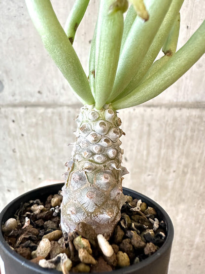 【現品限り】チレコドン・ルブロベノーサス【AJ30】 Tylecodon rubrovenosus