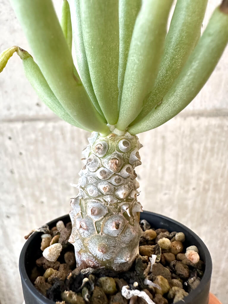 【現品限り】チレコドン・ルブロベノーサス【AJ30】 Tylecodon rubrovenosus