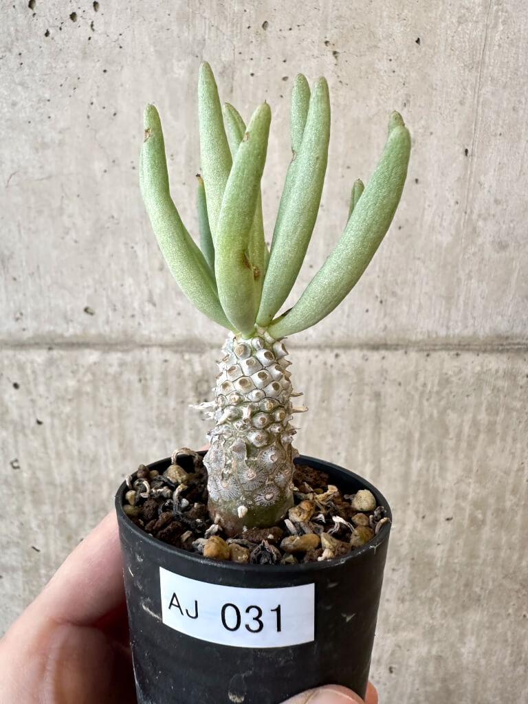 【現品限り】チレコドン・ルブロベノーサス【AJ31】 Tylecodon rubrovenosus