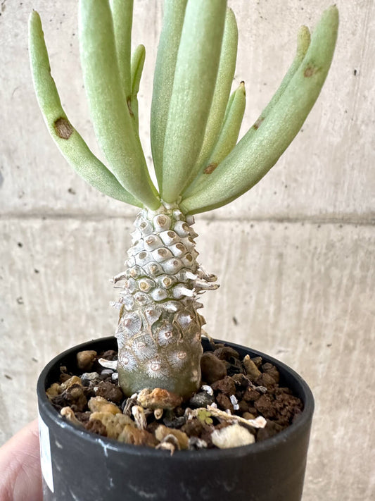 【現品限り】チレコドン・ルブロベノーサス【AJ31】 Tylecodon rubrovenosus