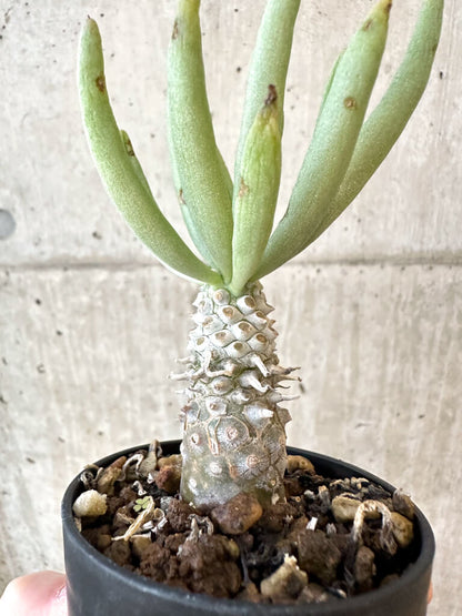 【現品限り】チレコドン・ルブロベノーサス【AJ31】 Tylecodon rubrovenosus