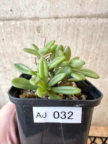 【現品限り】チレコドン・スルフレウス【AJ32】 Tylecodon sulphureus v sulphureus