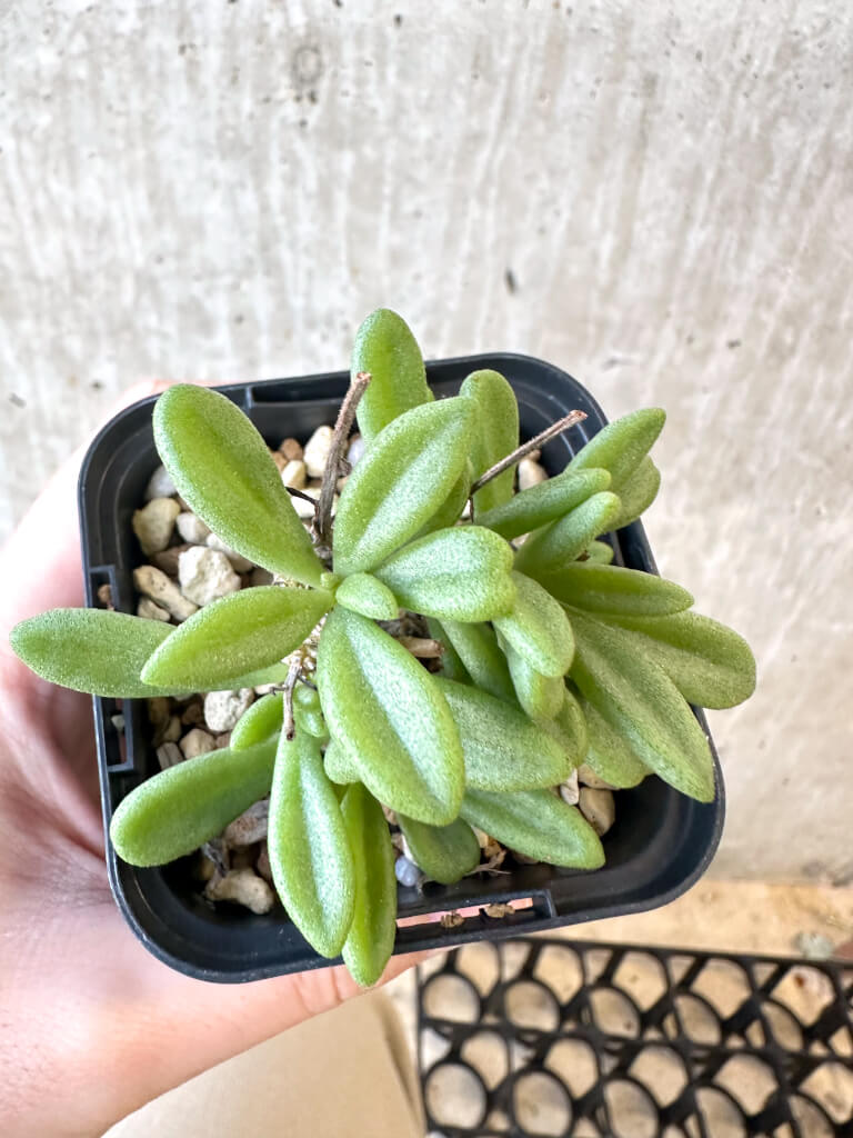 【現品限り】チレコドン・スルフレウス【AJ32】 Tylecodon sulphureus v sulphureus