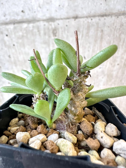 【現品限り】チレコドン・スルフレウス【AJ32】 Tylecodon sulphureus v sulphureus