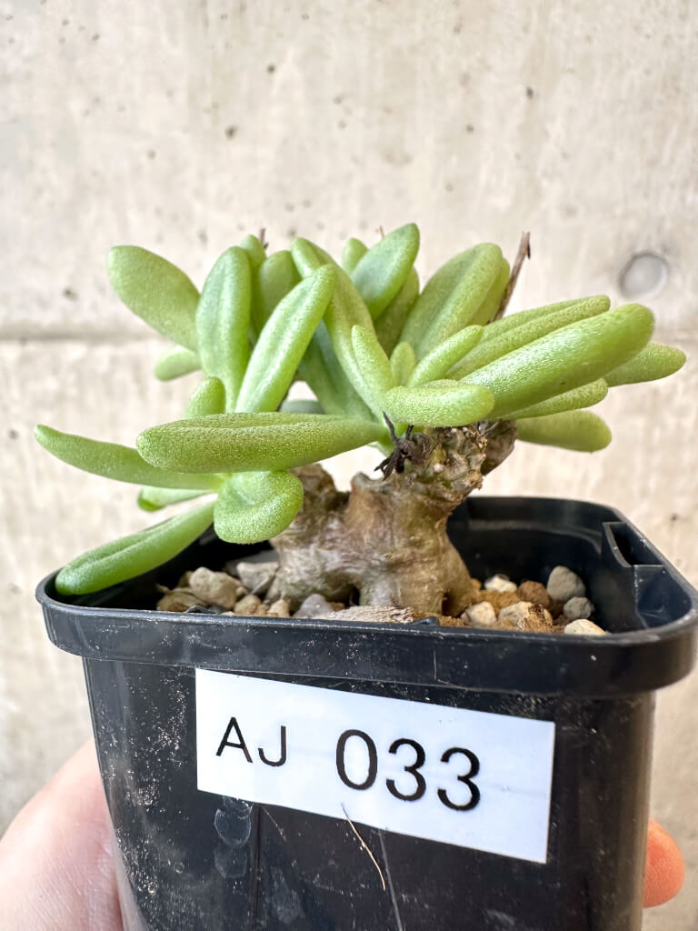 【現品限り】チレコドン・スルフレウス【AJ33】 Tylecodon sulphureus v sulphureus