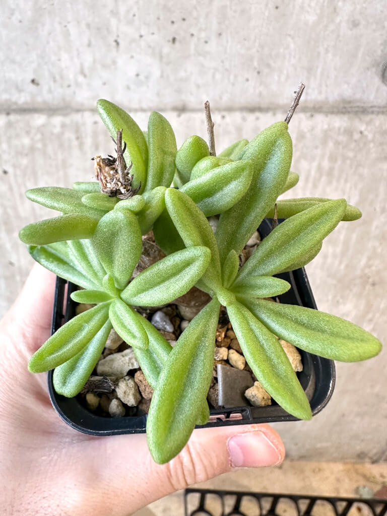 チレコドン スルフレウス　sulphureus LAV29331 チレコドン・スルフレウス】Tylecodon sulphureusの基本情報