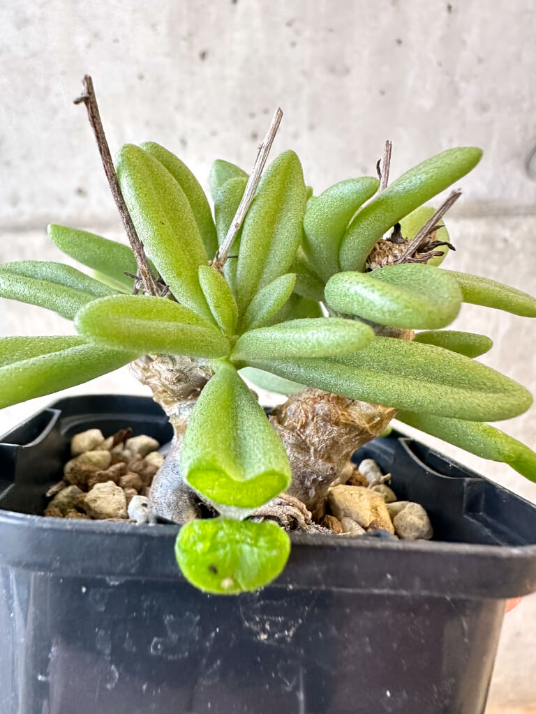 【現品限り】チレコドン・スルフレウス【AJ33】 Tylecodon sulphureus v sulphureus