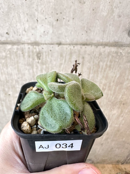 【現品限り】チレコドン・ノルティ【AJ34】 Tylecodon nolteei