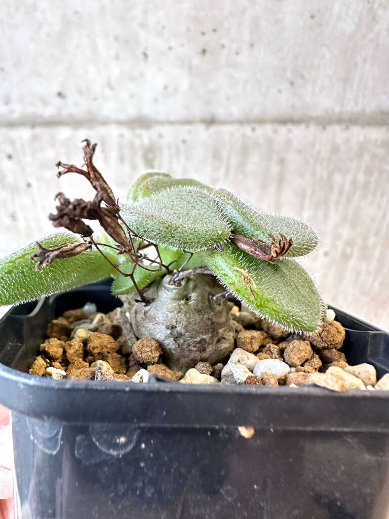 【現品限り】チレコドン・ノルティ【AJ34】 Tylecodon nolteei