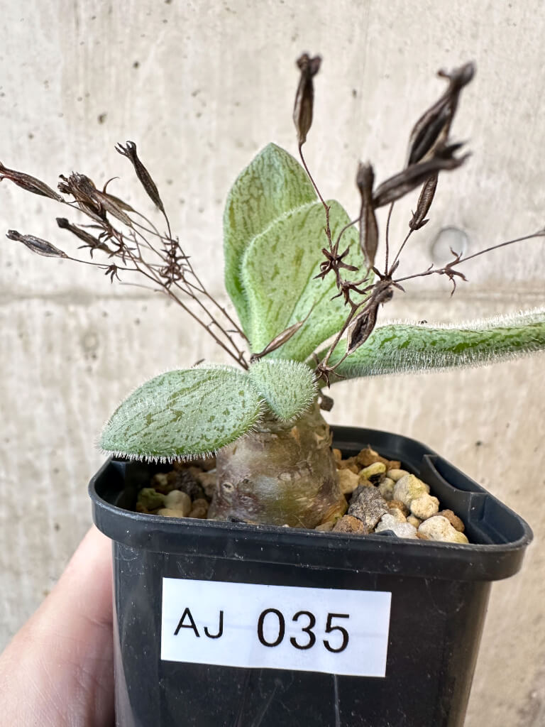 現品限り】チレコドン・ノルティ【AJ35】 Tylecodon nolteei 塊根植物