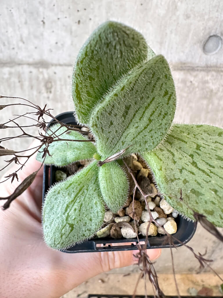 現品限り】チレコドン・ノルティ【AJ35】 Tylecodon nolteei 塊根植物