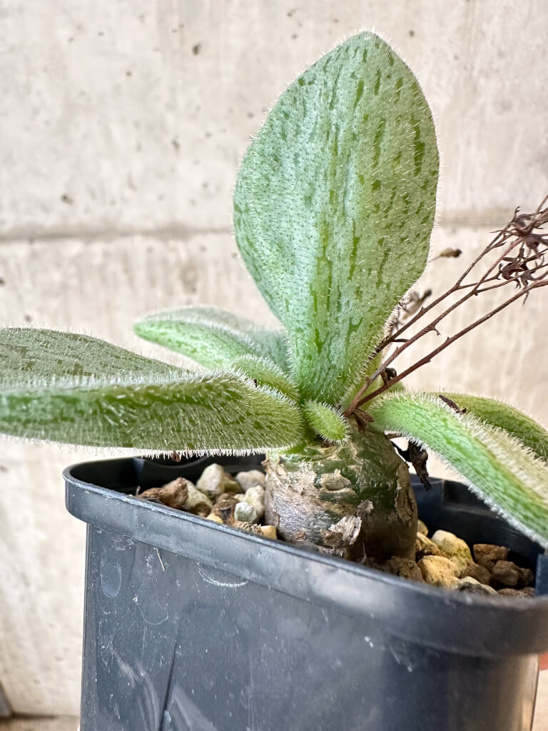現品限り】チレコドン・ノルティ【AJ35】 Tylecodon nolteei 塊根植物