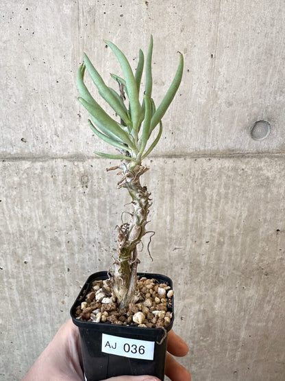 【現品限り】チレコドン・ファウシウム【AJ36】 Tylecodon faucium