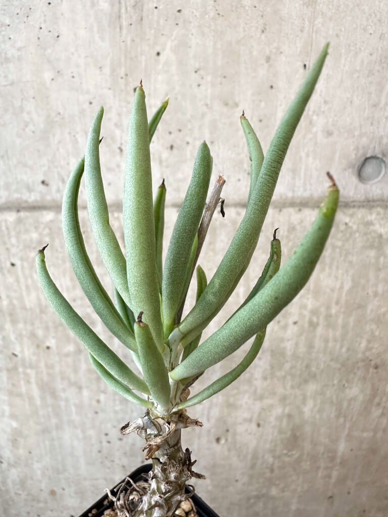 【現品限り】チレコドン・ファウシウム【AJ36】 Tylecodon faucium