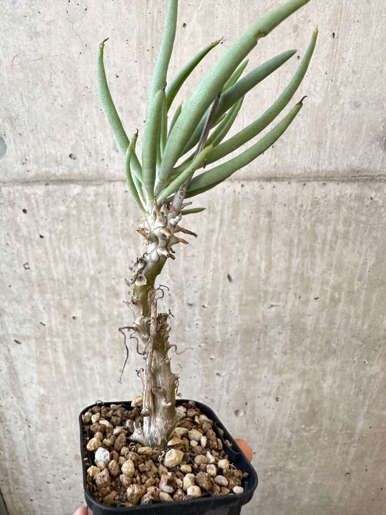 【現品限り】チレコドン・ファウシウム【AJ36】 Tylecodon faucium