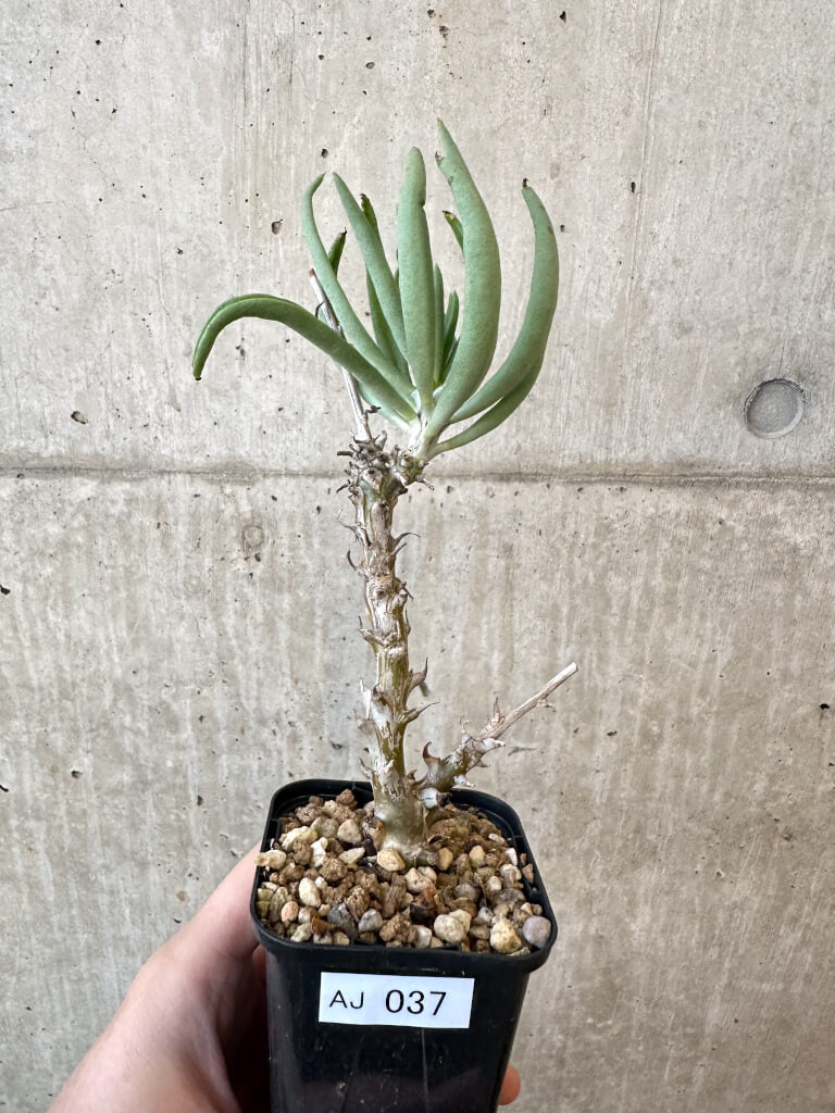 【現品限り】チレコドン・ファウシウム【AJ37】 Tylecodon faucium