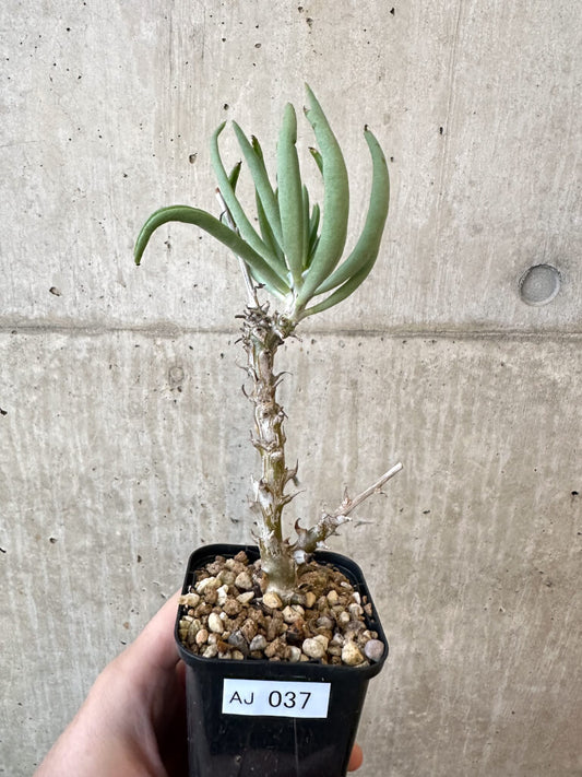 【現品限り】チレコドン・ファウシウム【AJ37】 Tylecodon faucium