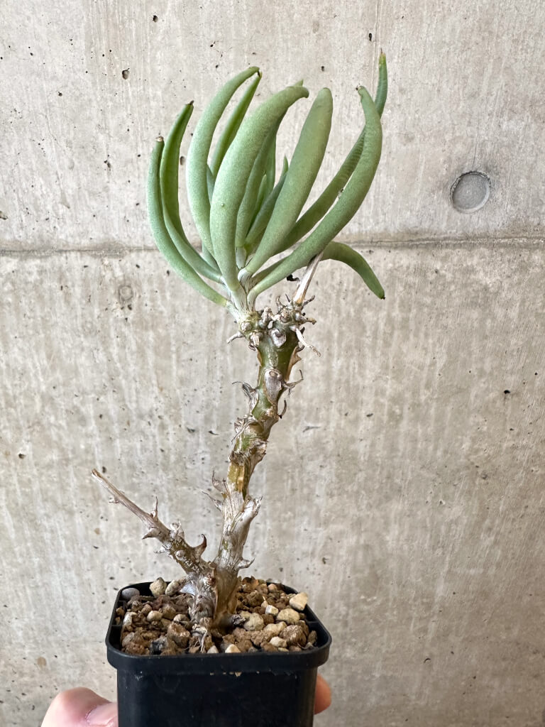 【現品限り】チレコドン・ファウシウム【AJ37】 Tylecodon faucium