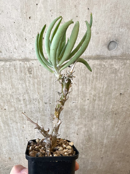 【現品限り】チレコドン・ファウシウム【AJ37】 Tylecodon faucium