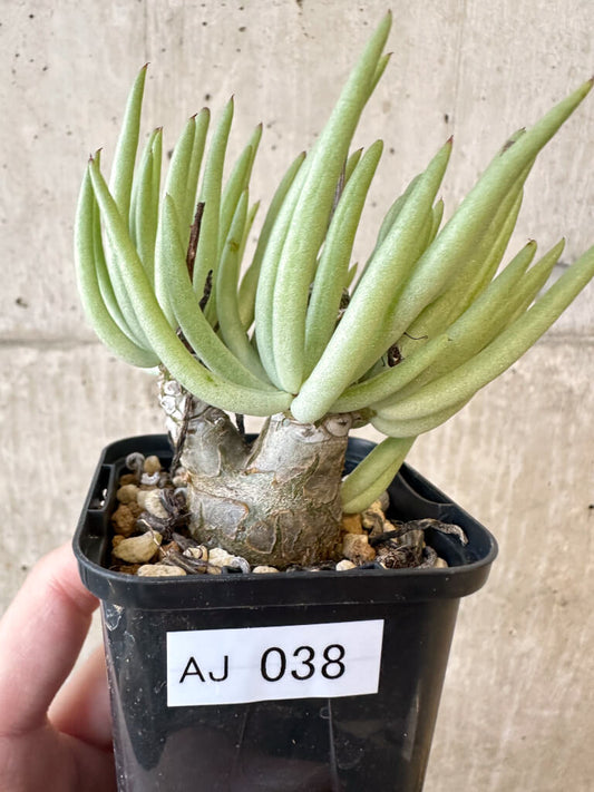 【現品限り】チレコドン・ペアルソニー 実生苗【AJ38】 Tylecodon pearsonii