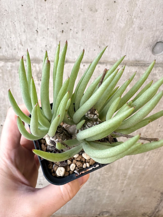 【現品限り】チレコドン・ペアルソニー 実生苗【AJ38】 Tylecodon pearsonii