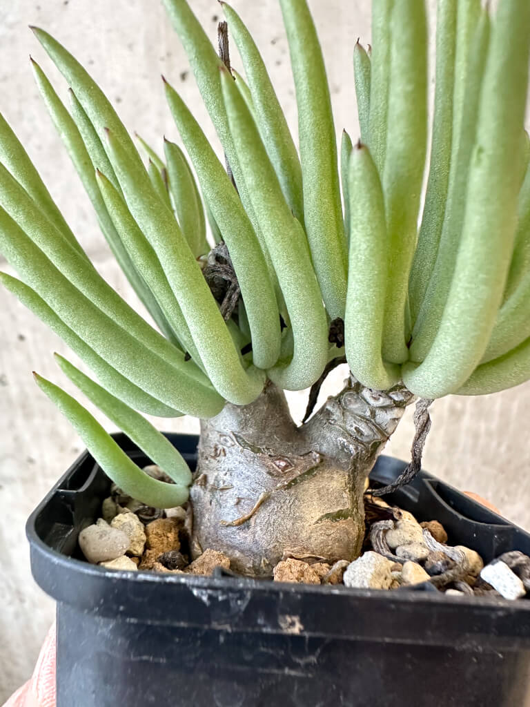 【現品限り】チレコドン・ペアルソニー 実生苗【AJ38】 Tylecodon pearsonii