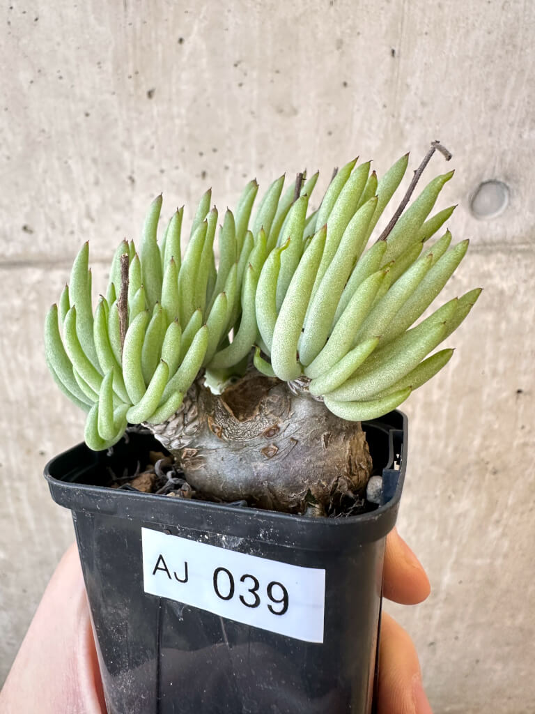 【現品限り】チレコドン・ペアルソニー 実生苗【AJ39】 Tylecodon pearsonii