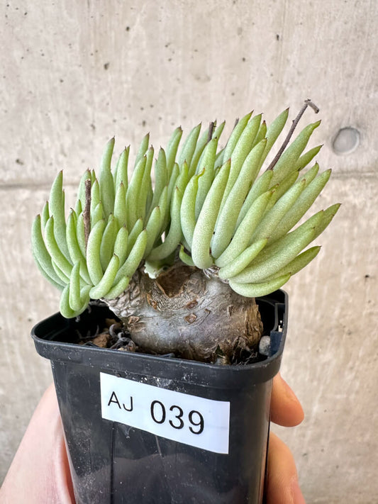 【現品限り】チレコドン・ペアルソニー 実生苗【AJ39】 Tylecodon pearsonii