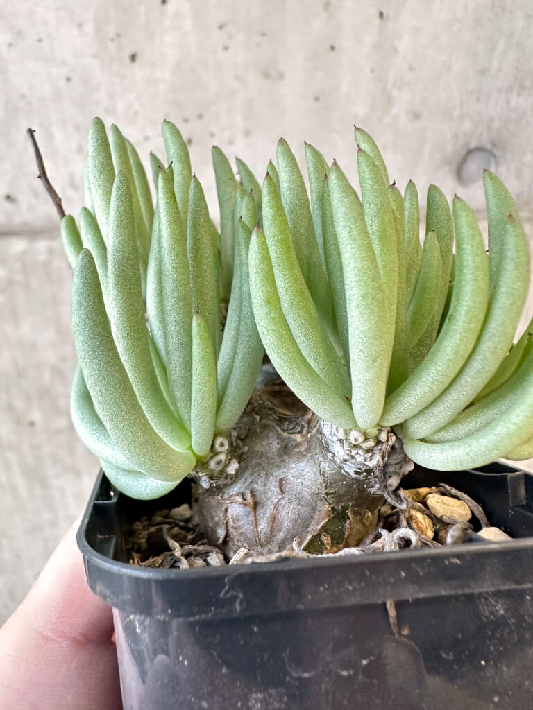 【現品限り】チレコドン・ペアルソニー 実生苗【AJ39】 Tylecodon pearsonii