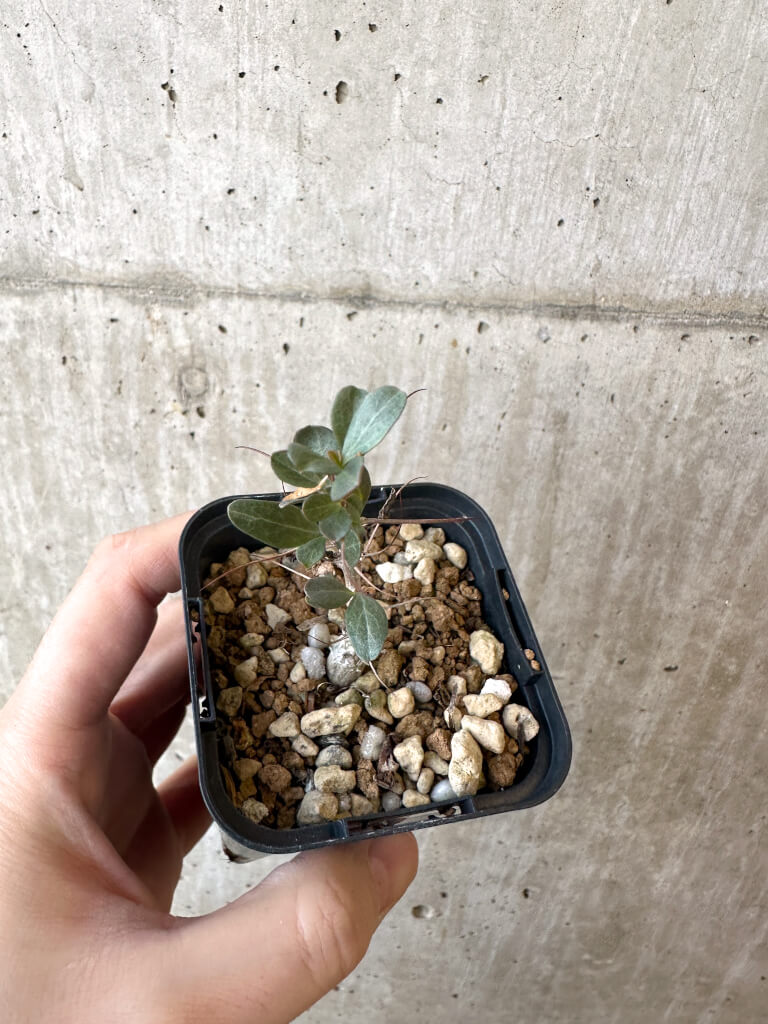 【現品限り】フォークイエリア・コルムナリス 観峰玉【AJ3】 Fouquieria columnaris