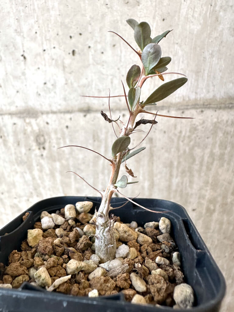 【現品限り】フォークイエリア・コルムナリス 観峰玉【AJ3】 Fouquieria columnaris