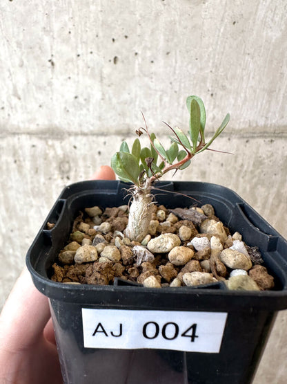 【現品限り】フォークイエリア・コルムナリス 観峰玉【AJ4】 Fouquieria columnaris